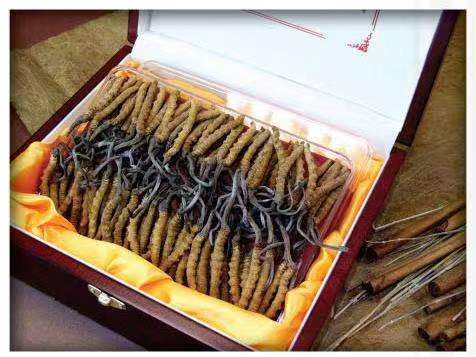 桃江冬虫夏草回收